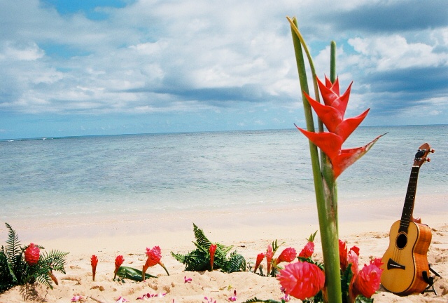http://www.alohaislandweddings.com/images/hawaii%20wedding%20flower%20circle%20with%20ukulele%20and%20red%20flowers%2043.jpg