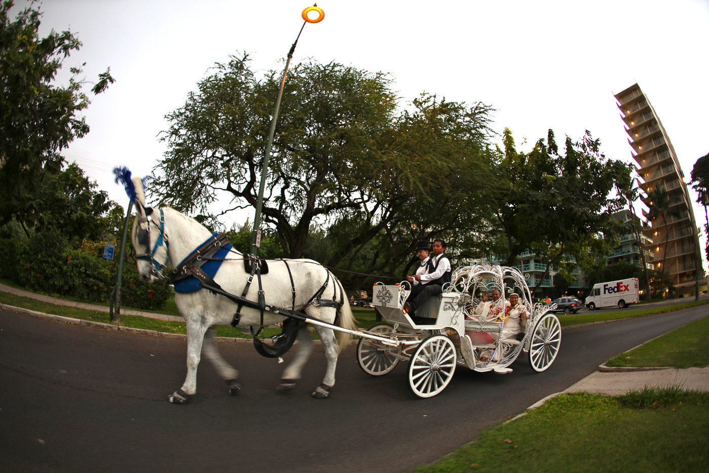 White horse-drawn carriage carrying a couple to their 50 year vow renewal in Waikiki