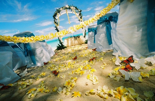 yellow plumerias dancing with the butterflies