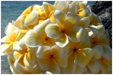 Bouquet of white and yellow plumeria flowers