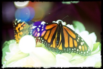 Two monarch butterflies on a white wedding bouquet