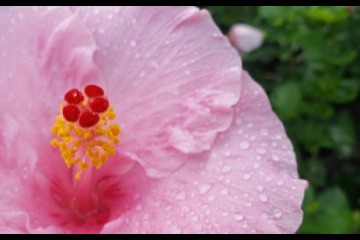 A pink hibiscus flower with a red and yellow stamen