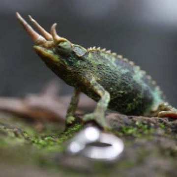 A chameleon Josephine and Andrew met in the rainforest on their photo tour