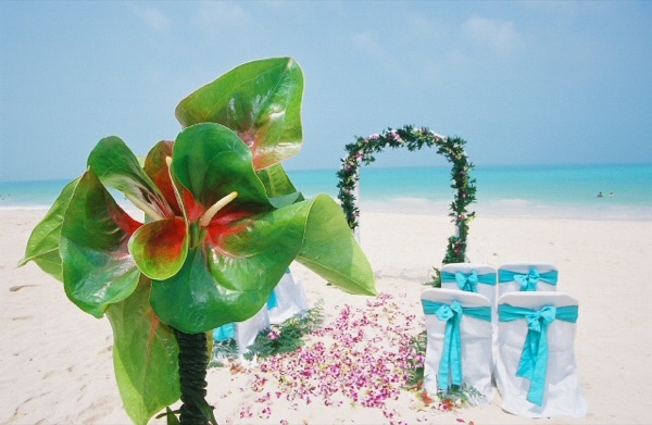 Green anthuriums and white chairs on the beach