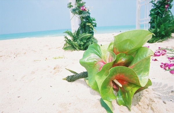 Green anthuriums with a bamboo arch on the sand