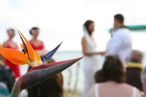 Bird of paradise flowers framing the bride at her ceremony