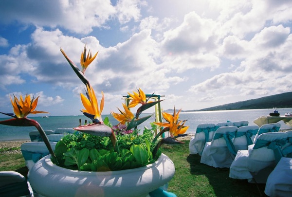Bird of paradise flowers in a white urn beside turquoise chairs