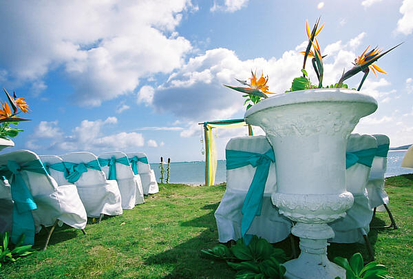 Bird of paradise flowers on the lawn above the ocean