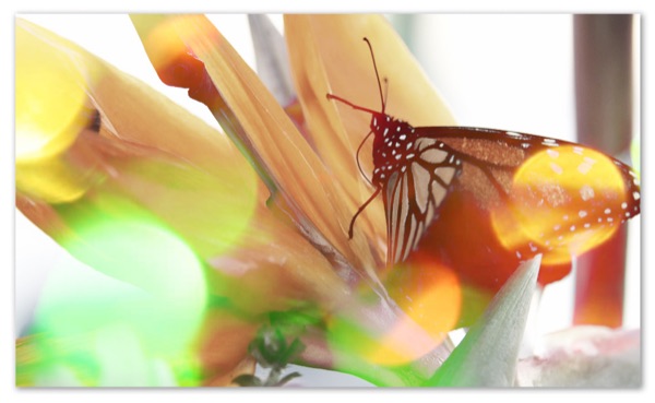 A monarch butterfly on an orange bird of paradise flower
