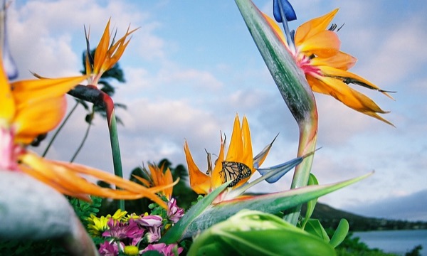 A butterfly resting on bird of paradise flowers in the setup