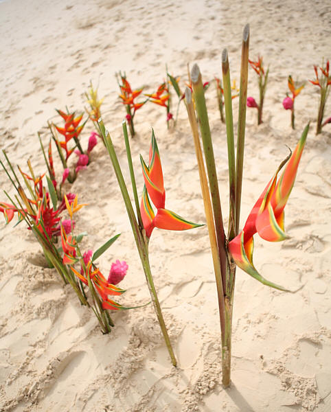 Rainbow heliconia rising from a flower circle on the beach
