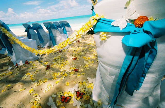 butterfly monarchs on the sand at wedding