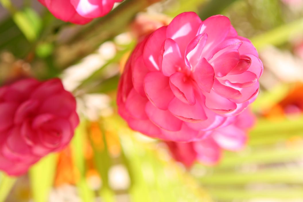 A pink torch ginger flower at the start of a beach wedding aisle