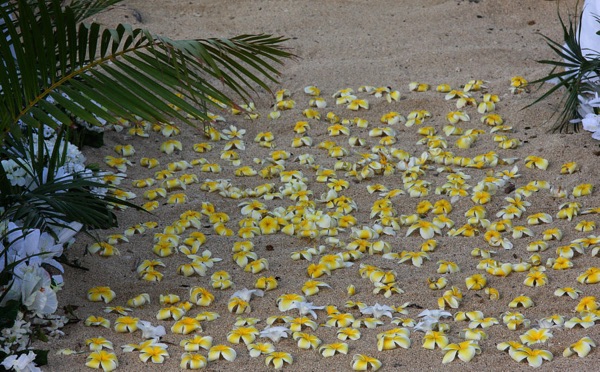 Yellow plumeria petals on the sand