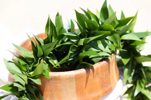 The wooden kava bowl dressed with green leaves for the ceremony