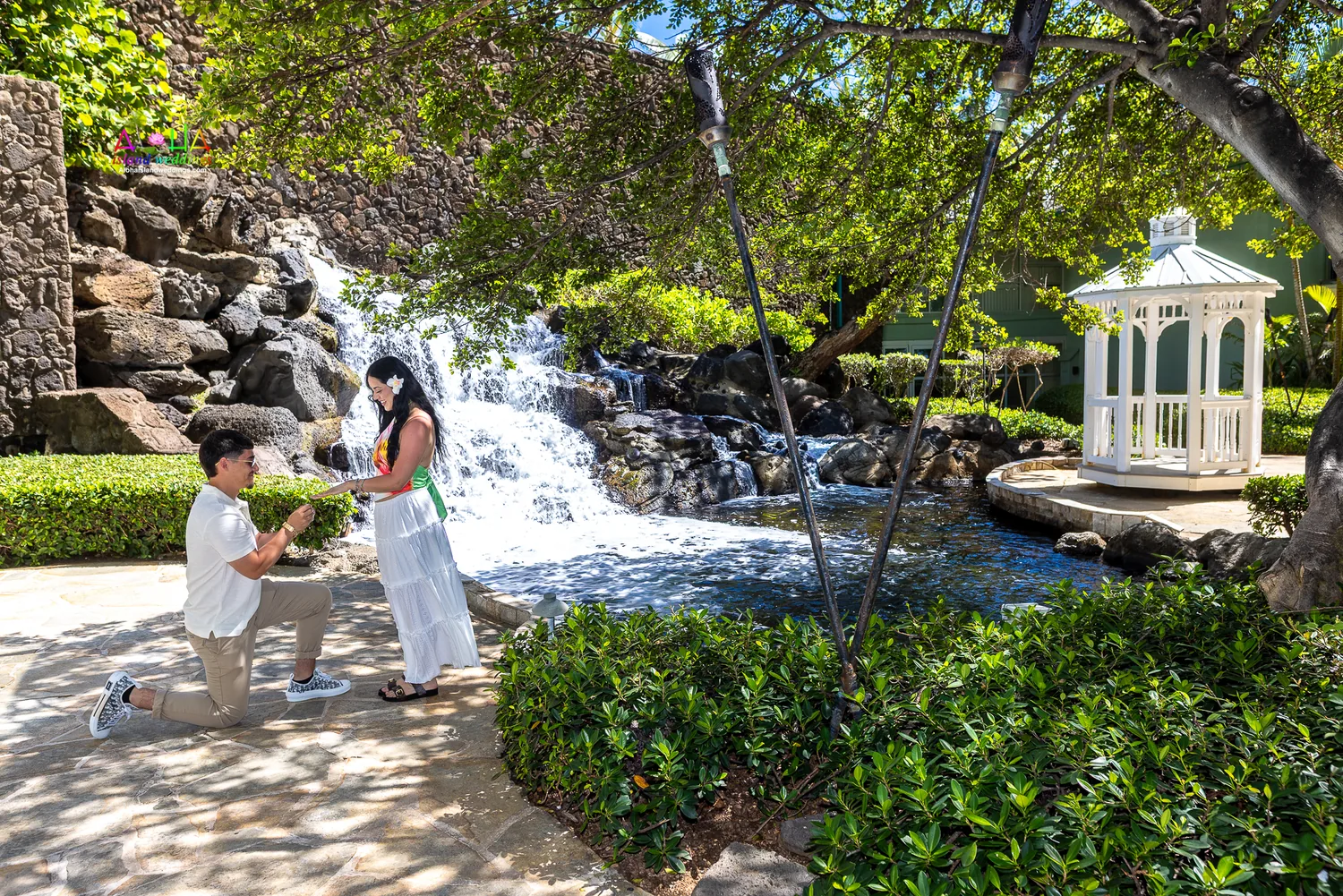 He proposes on one knee beside the waterfall and white gazebo at The Kahala
