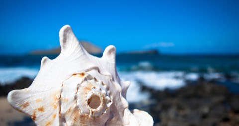 A conch shell on the ceremony table waiting for the minister to blow it