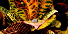 wedding026