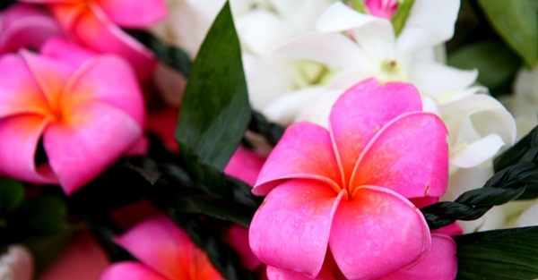 Tea leaf flower leis with pink hibiscus flower