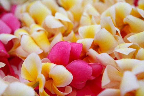 Pink and yellow plumeria flower leis for beach wedding