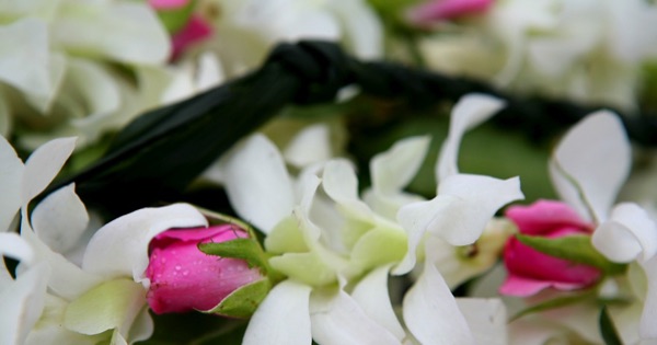 White orchids with pink baby rosebuds