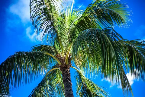 A palm tree against the blue Hawaiian sky at Kahala