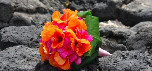 Pink plumerias with orange hibiscus aloha forever