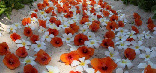 Orange hibiscus lay on the sand