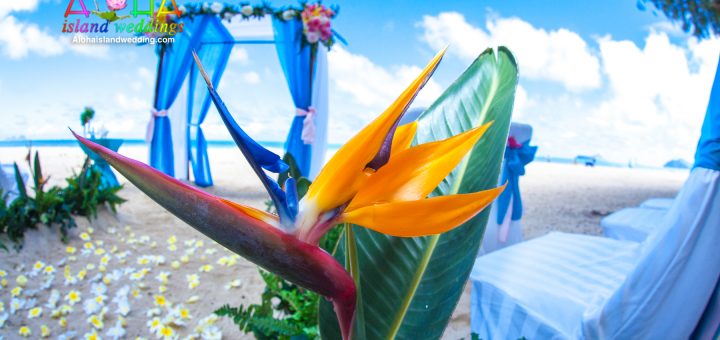 Beach design by aloha island weddings of orange yellow and blue