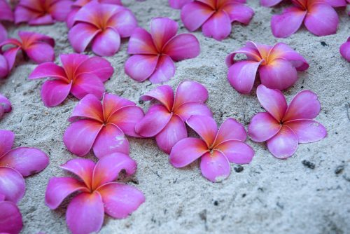 plumeria flowers for the bride to walk on at her beach ceremony wedding in Hawaii